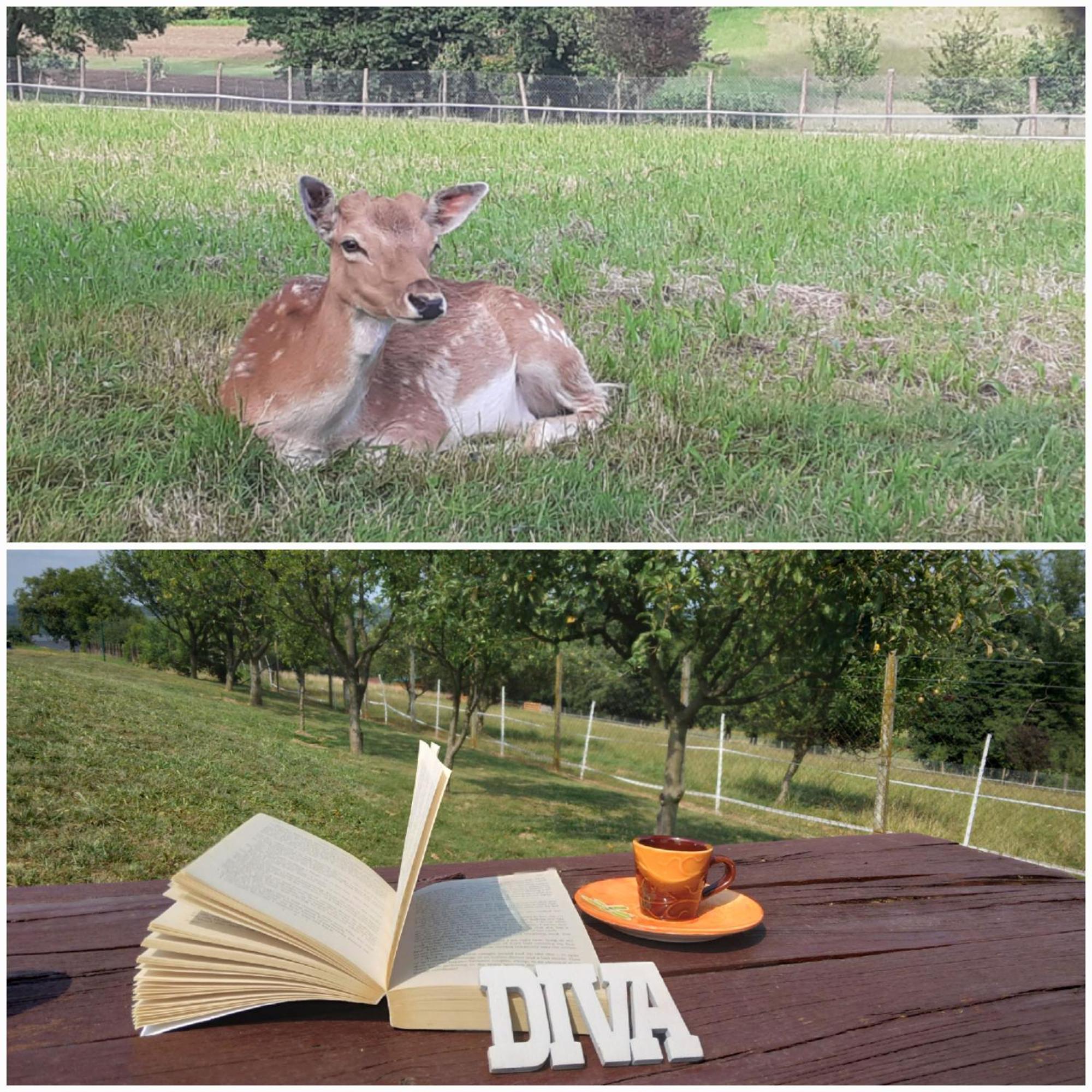 Kuca Za Odmor Diva*** Villa Donja Stubica Bagian luar foto